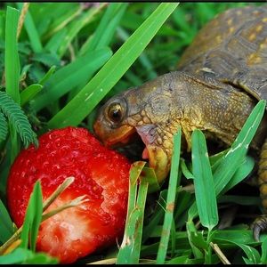 Meet your Posher, Kai